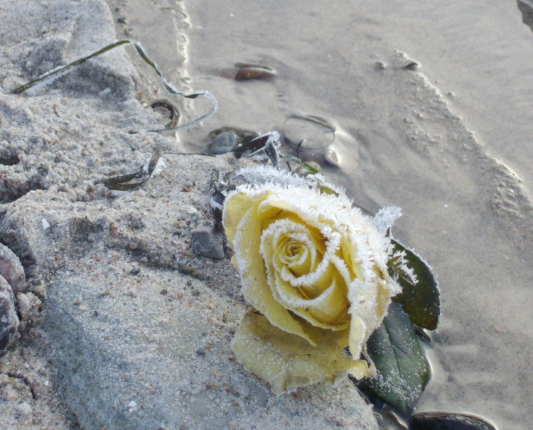rose rose